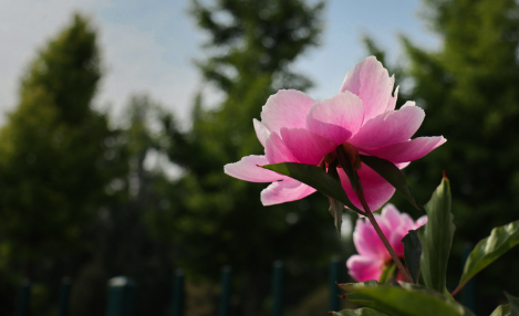 芍药花的花语和寓意你知道吗1