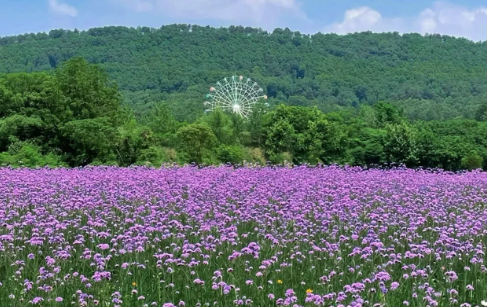 武汉光谷马鞭草花海在哪里1